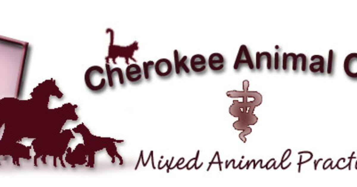 Shadow at Cherokee Animal Clinic Vet Set Go