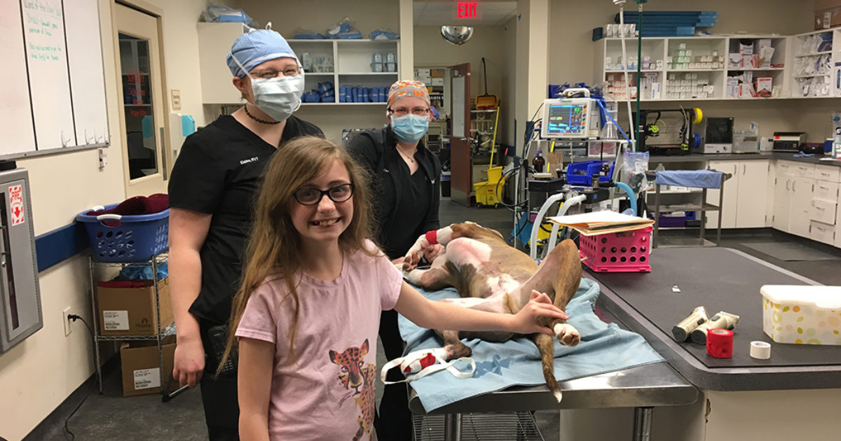 Shadow a Veterinarian at MedVet Vet Set Go