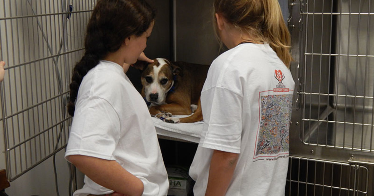 Career Day at Buckhaven Veterinary Clinic Vet Set Go