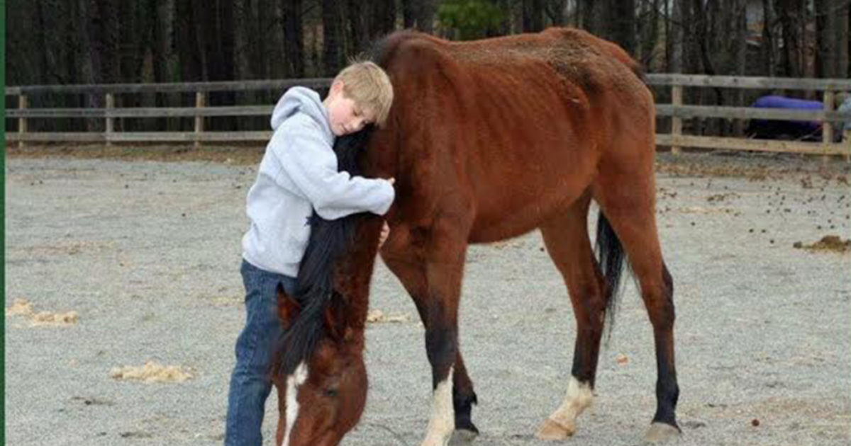 Volunteering at Trinity Horse Rescue Vet Set Go