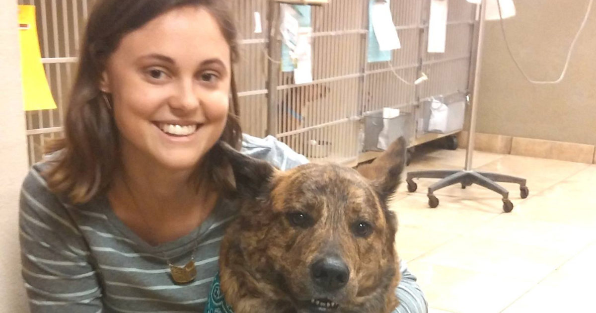 Shadow a Vet at East Lake Veterinary Hospital Vet Set Go