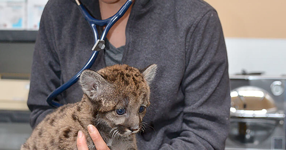 "Animal Handling" Camp at Lowry Park Zoo Vet Set Go
