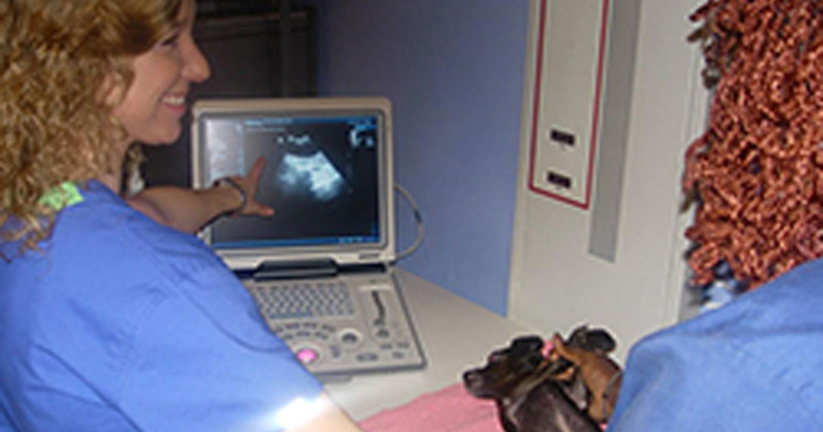 Shadow a Veterinarian Through the Explorer Program Vet Set Go