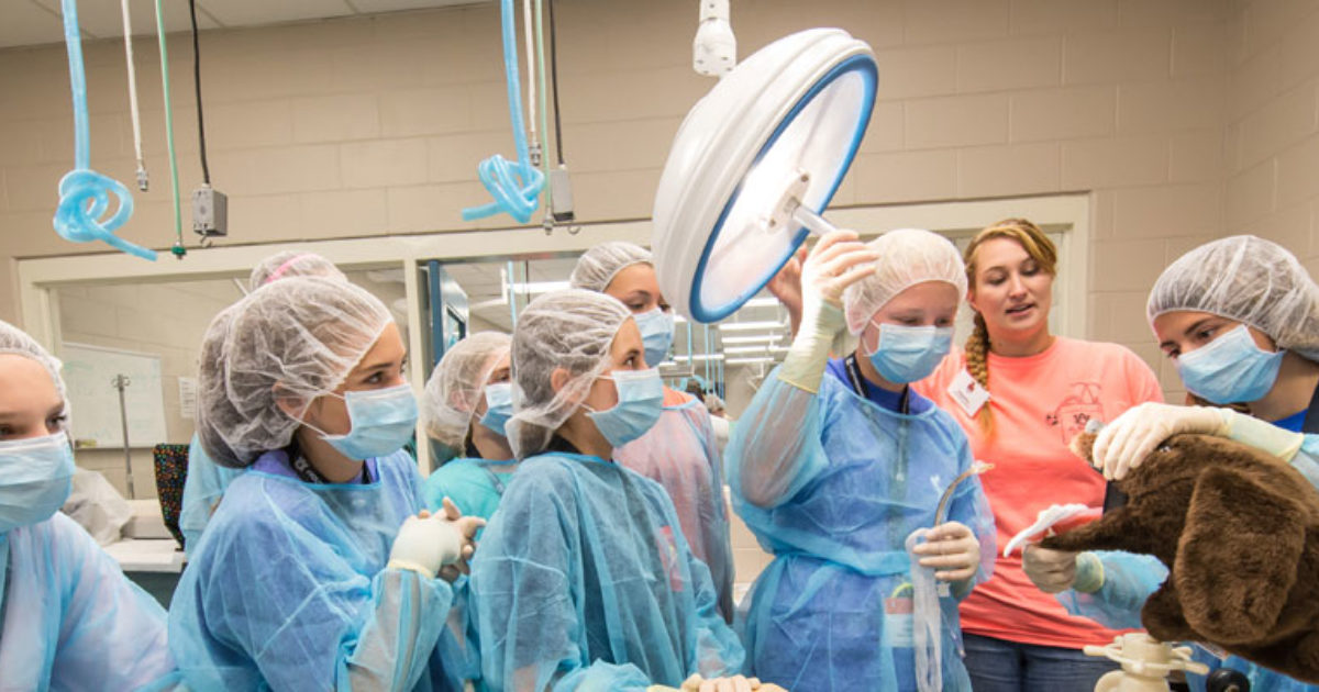 Should I Be a Vet Veterinary Quiz Would I Be A Good Vet? Vet Set Go