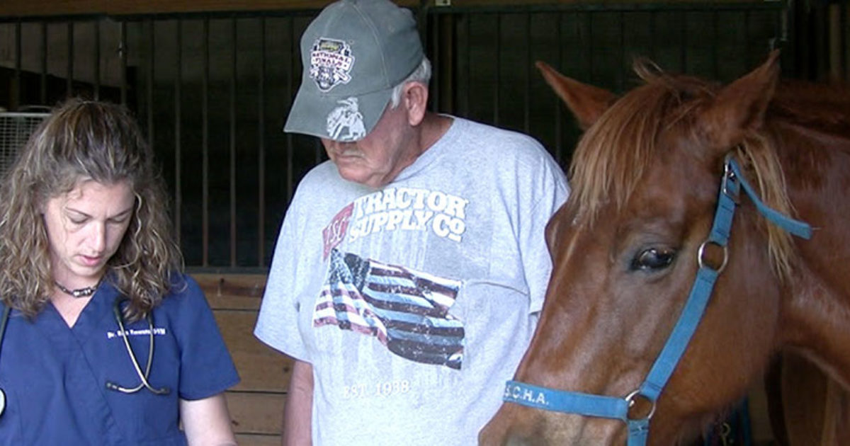 Do You Want to Be a Horse (Equine) Veterinarian? Vet Set Go