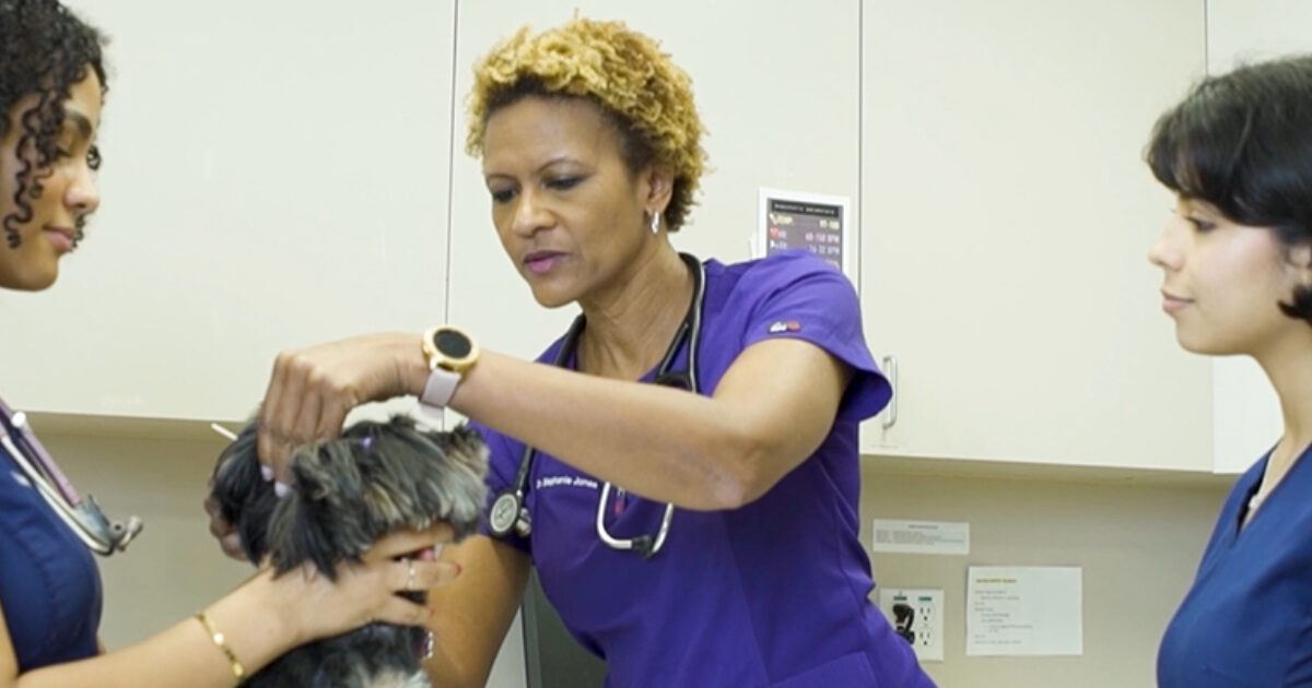 Shadowing a Veterinarian | Vet Set Go