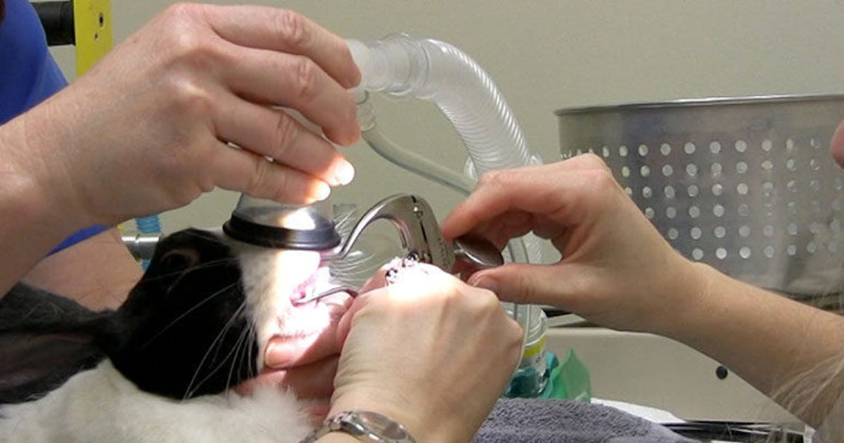 How to Trim Overgrown Rabbit's Teeth Vet Set Go