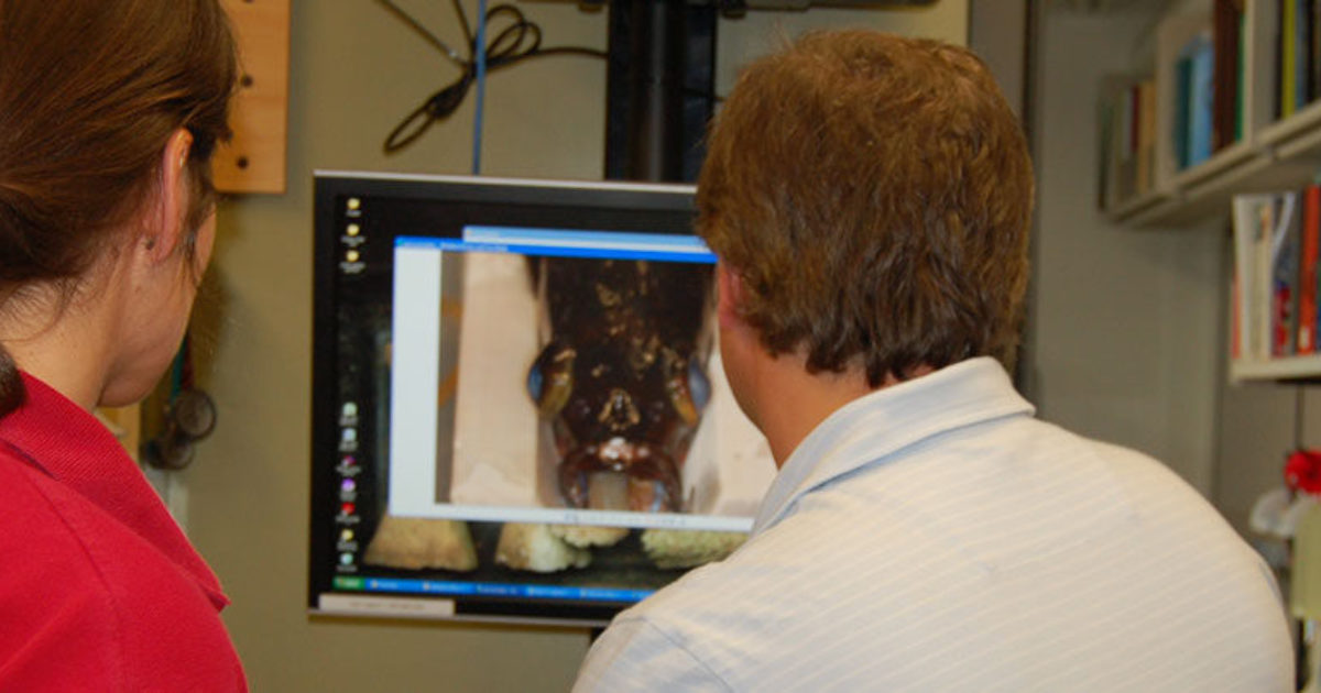 What Do Veterinarians Do? Surgery on a Rockfish Vet Set Go