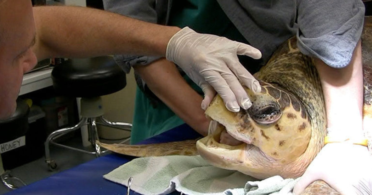 Meet A Sea Turtle Veterinarian Vet Set Go