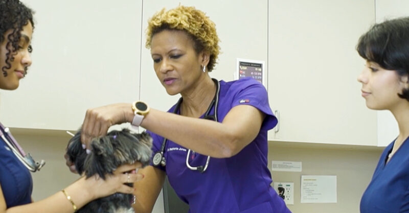 Shadowing a Veterinarian | Vet Set Go