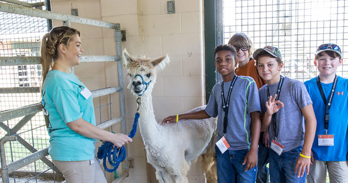 Want to Go to Veterinary Camp for Free? | Vet Set Go