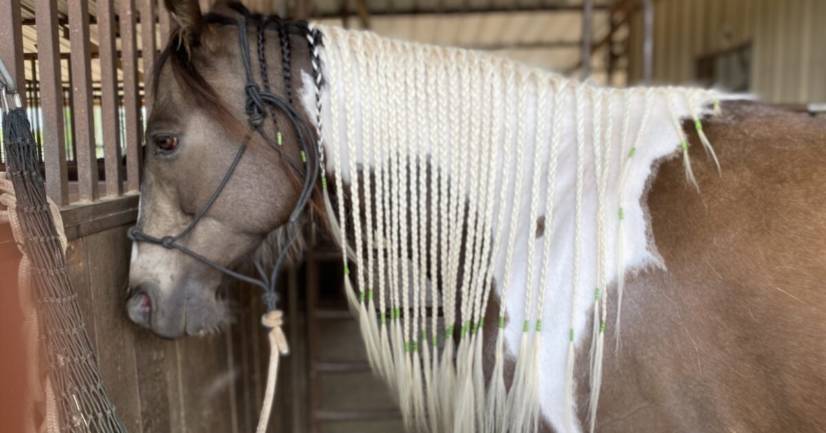 Horse Volunteering! Vet Set Go